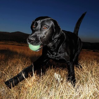 Foto 6 | Foto 6 | Juguete Para Perros Chuckit! Max Glow Ball, Tamaño Mediano, Para Perros De 9 A 27 Kg, Paquete De 4 - Venta Internacional.