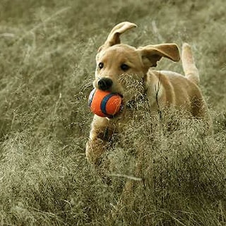Foto 4 | Foto 4 | Juguete Para Perros Chuckit! Ultra Balls Xl, Paquete De 3 - Venta Internacional.