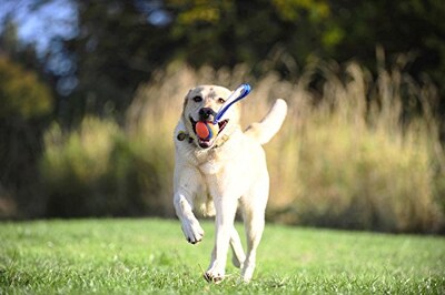 Foto 6 | Foto 6 | ¡tíralo! Juguete Para Perros Ultra Tug, Grande - Venta Internacional.