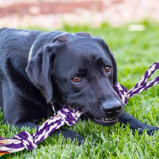 Foto 6 | Foto 6 | Juego De Cuerdas Para Perros Tough Chew Para Masticadores Agresivos, Tamaño Grande - Venta Internacional.