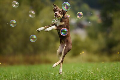 Foto 7 | Foto 7 | Juguete Para Perros Barkin' Good Bubbles Con Aroma Natural A Tocino A Base De Plantas - Venta Internacional.