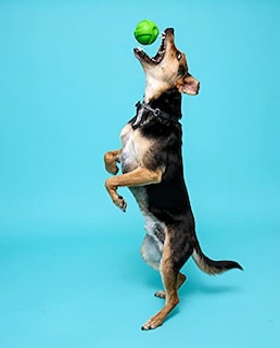 Foto 3 | Foto 3 | Juguete De Látex Hartz Duraplay Ball Squeaky Para Perros, Ta - Venta Internacional.