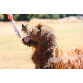 Foto 5 | Foto 5 | Dog Toys Huoguo, Paquete De 10 Unidades Para Perros Grandes, Juguetes Duraderos Para Masticar - Venta Internacional.