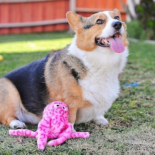 Foto 3 | Foto 3 | Juguete De Peluche Para Perros, Floppy Jelly, Rosa Chirriante, Para Perros Pequeños Y Medianos - Venta Internacional.