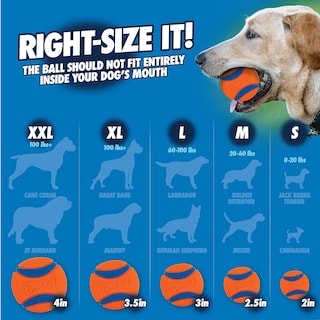Foto 7 | Foto 7 | Lanzador De Pelotas Para Perros Chuckit Junior De 18 M Con Pelota Mediana - Venta Internacional.