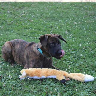 Foto 3 | Foto 3 | Juguete Para Perros Spot Skinneeez Extreme Quilted Fox Durable 23 Pulgadas - Venta Internacional.