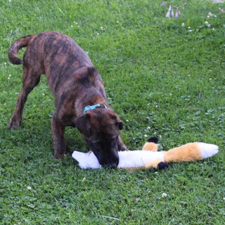Foto 5 | Foto 5 | Juguete Para Perros Spot Skinneeez Extreme Quilted Fox Durable 23 Pulgadas - Venta Internacional.