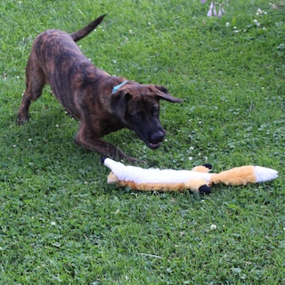 Foto 7 | Foto 7 | Juguete Para Perros Spot Skinneeez Extreme Quilted Fox Durable 23 Pulgadas - Venta Internacional.