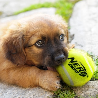Foto 5 | Foto 5 | Lanzador De Pelotas De Tenis Nerf Dog Compact Con 3 Pelotas Translúcidas - Venta Internacional.
