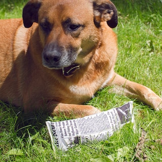 Foto 2 | Foto 2 | Juguete para Perro Noticias Falsas Kikkerland DIG05