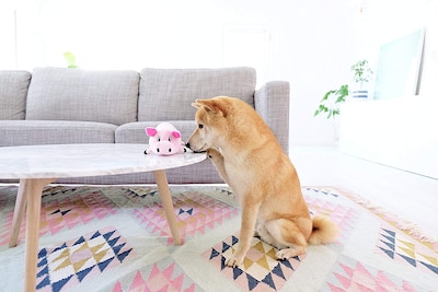 Foto 3 | Foto 3 | Juguete De Peluche Para Perros Outward Hound Fattiez Pig, Pequeño - Venta Internacional.