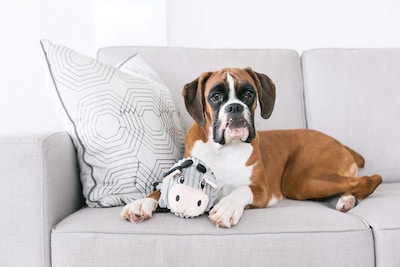 Foto 4 | Foto 4 | Juguete De Peluche Para Perros Outward Hound Fattiez Pig, Pequeño - Venta Internacional.
