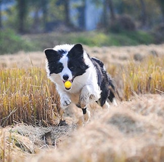 Foto 4 | Foto 4 | Juguete De Goma Para Masticar Bolas Chirriantes Para Perros Huoguo Para Cachorros - Venta Internacional.