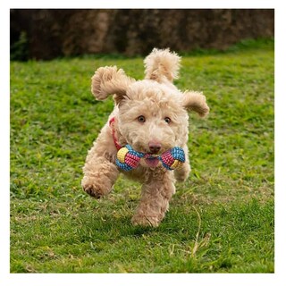 Foto 5 | Foto 5 | 7 Piezas Juguetes De Cuerda Para Perro Belug, Colores