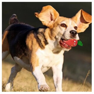 Foto 4 | Foto 4 | Juguetes De Cuerda Para Perro Morder Paquete De 7 Piezas Lab.g, Multicolor
