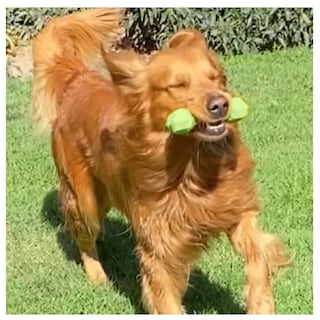 Foto 3 | Foto 3 | Hueso De Juguete Para Perros Belug, Verde