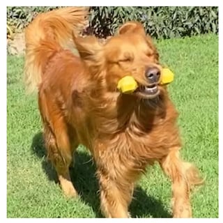Foto 4 | Foto 4 | Hueso De Juguete Para Perros Belug, Amarillo