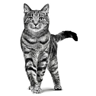Foto 3 | Foto 3 | Royal Canin Weight Control Feline 1.5 Kg Original Sellado