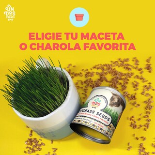 Foto 4 | Foto 4 | Semillas De Avena Y Cebada Para Gatos Un Dos Treats 150 Gr
