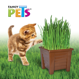 Foto 4 | Foto 4 | Pasto 100% Natural para Gatos y Pequeños Roedores Fancy Pets con Maceta