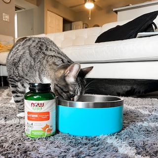 Foto 6 | Foto 6 | Polvo De L-lisina Supplement Now Pet Health Para Gatos, 240 Ml - Venta Internacional.