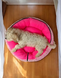 Foto 4 | Foto 8 | Cama Para Perro Antiestres Con Techo Desmontable Mediana Rosa Blits Lunics
