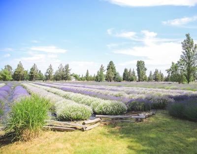 Foto 4 | Foto 4 | Bruma Corporal Victoria's Lavender After Sun, 120 Ml - Venta Internacional.