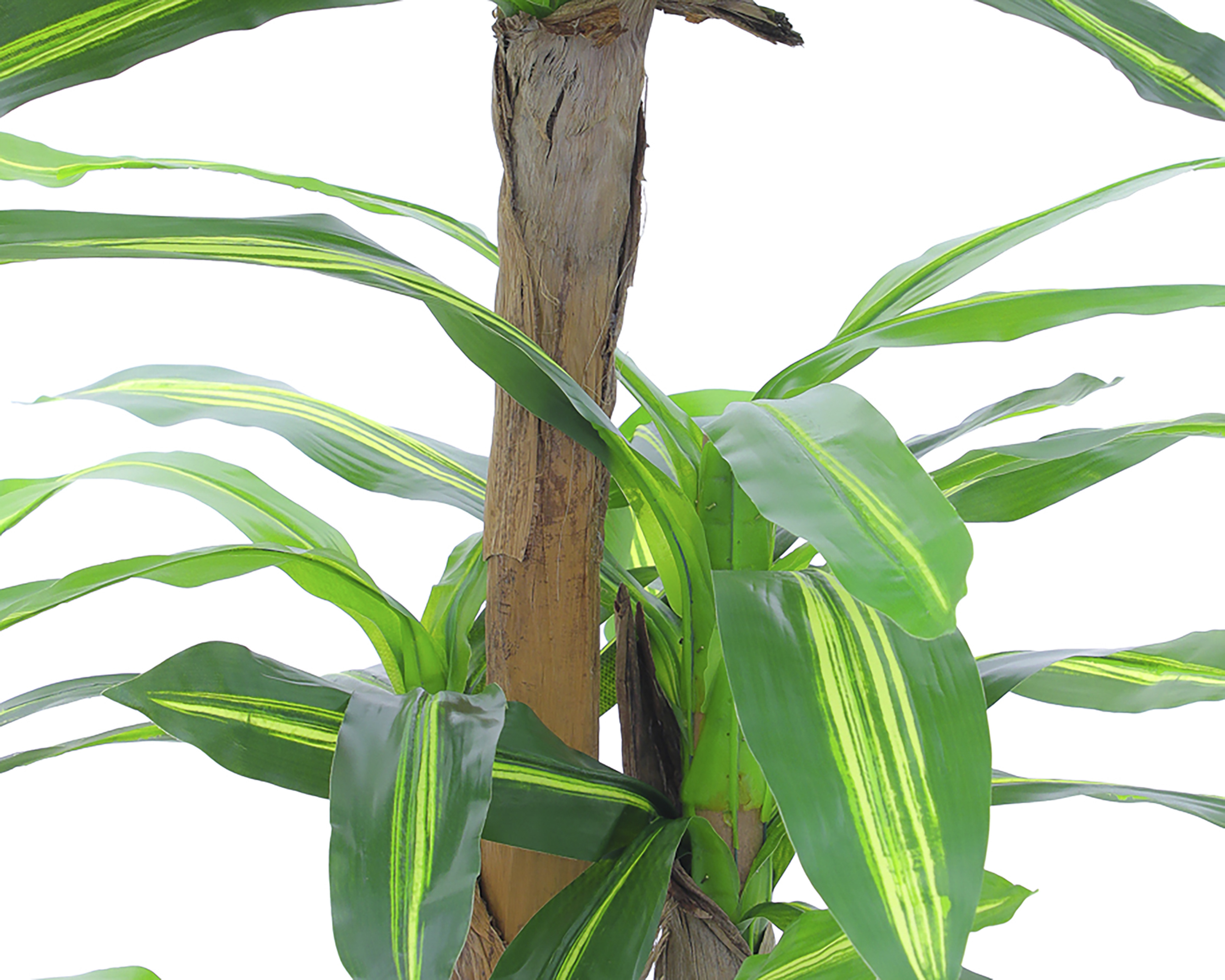 Foto 4 | Foto 4 | Planta Artificial Jade 160 cm