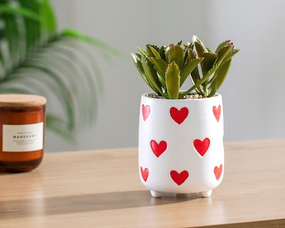 Foto 4 | Foto 4 | Planta Artificial con Maceta Starhaus 20 cm