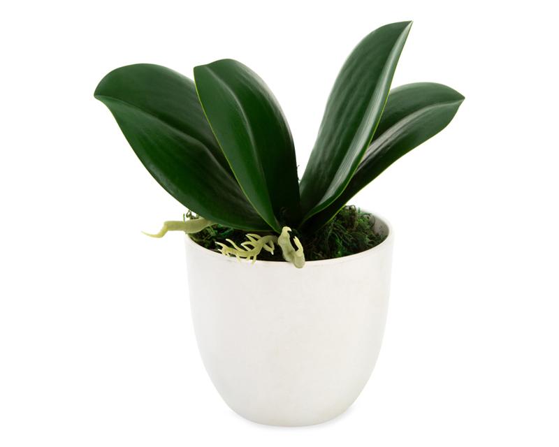 Foto 4 pulgar | Foto 3 | Planta Artificial Zenobia 40Cm