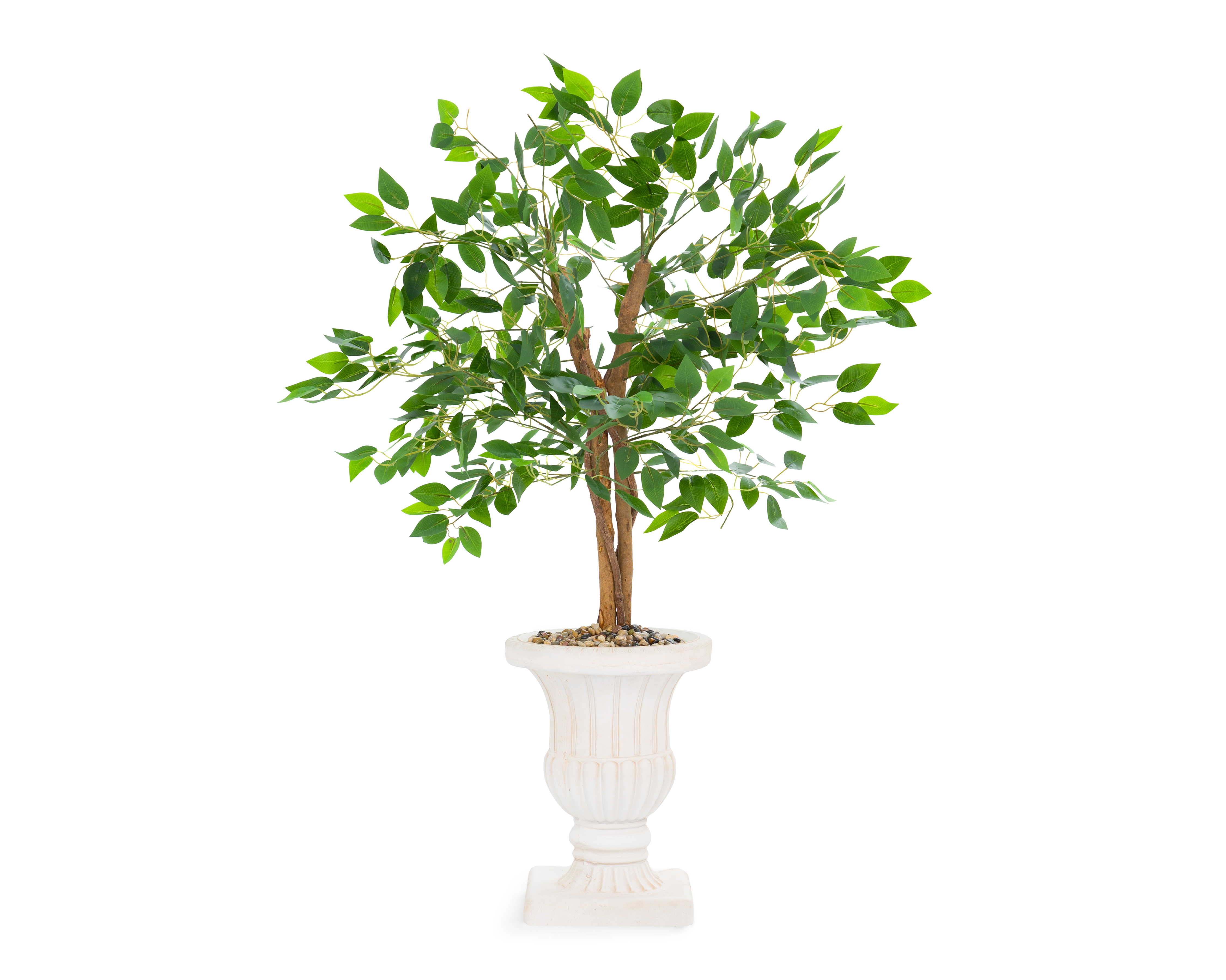 Foto 2 | Foto 2 | Ficus con Maceta Starhaus 120 cm