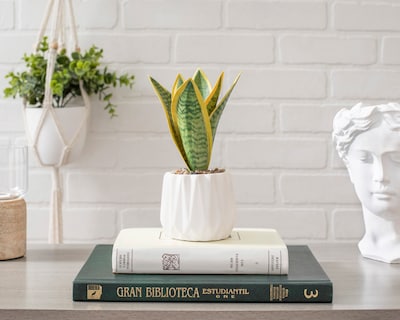 Foto 4 | Foto 4 | Planta Artificial con Maceta Starhaus