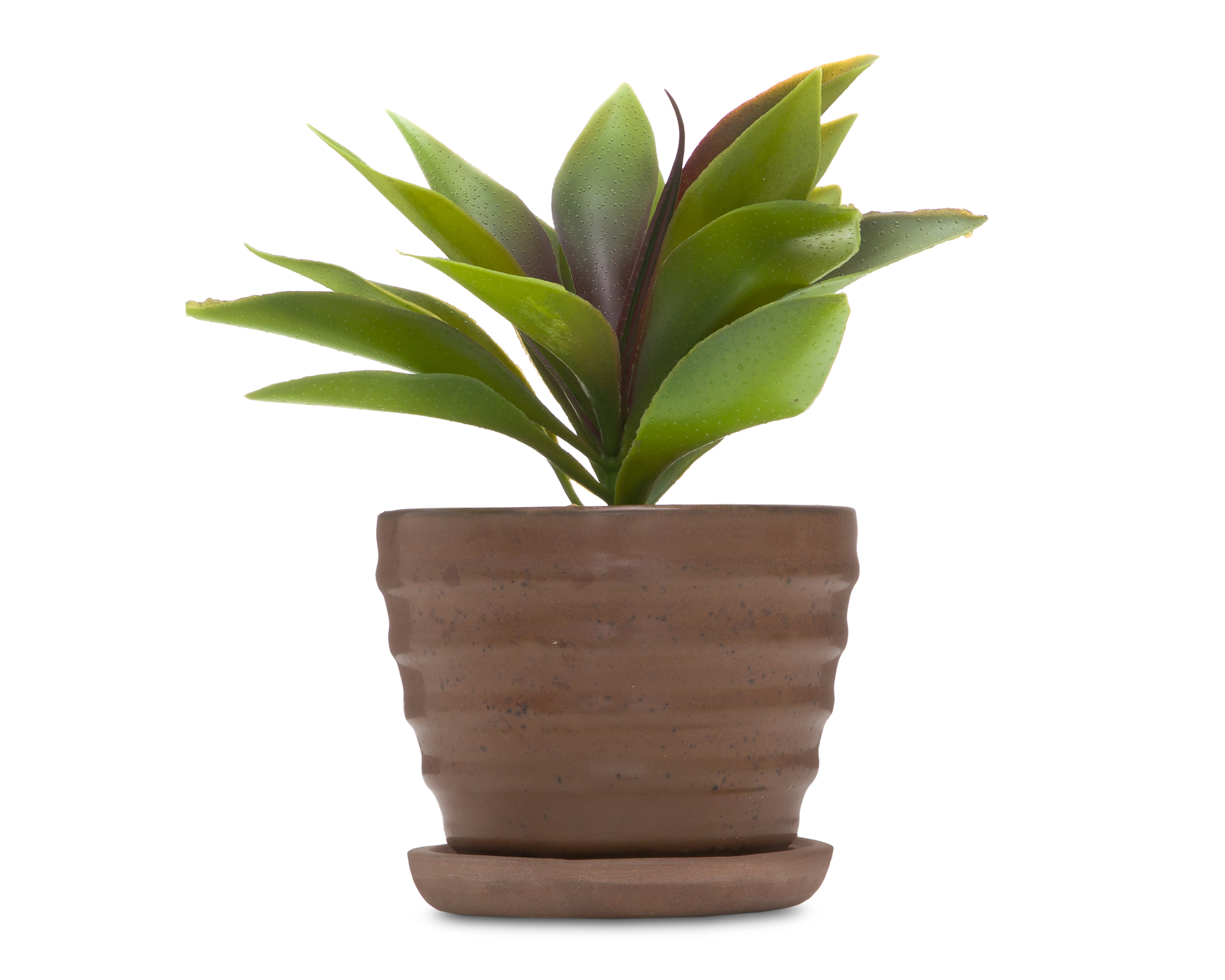 Suculenta con Maceta Starhaus 29 cm