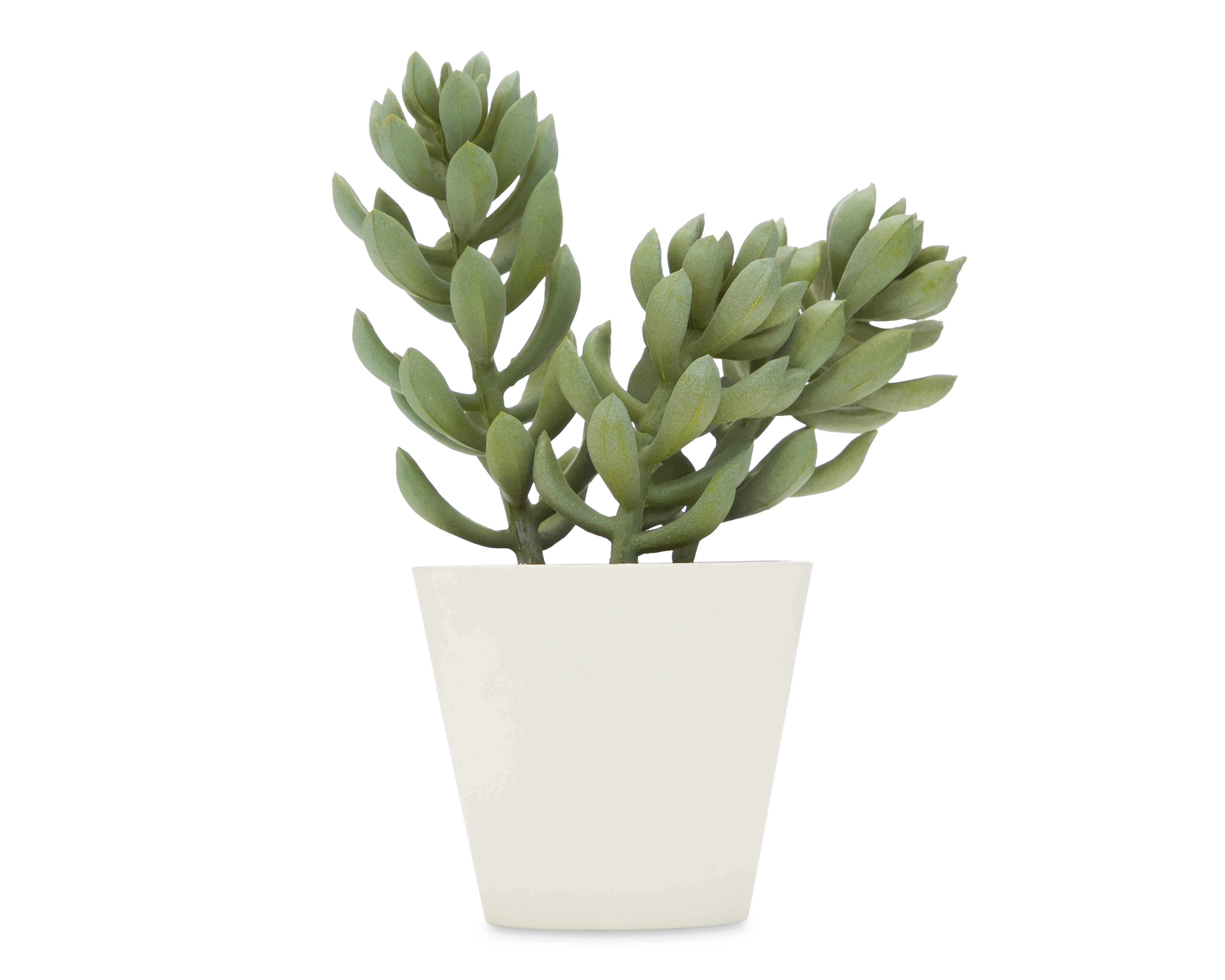 Suculenta con Maceta Starhaus 17.5 cm