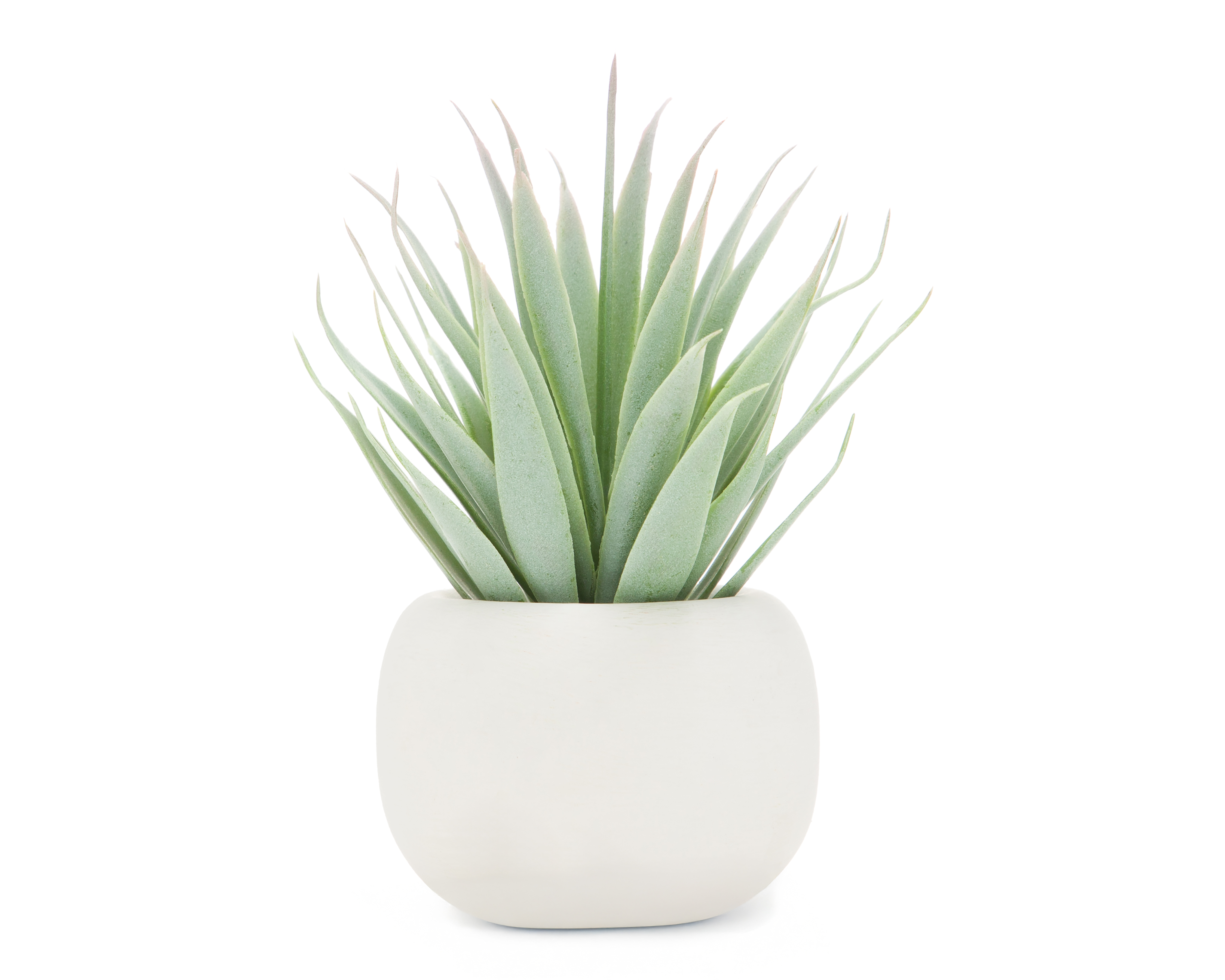 Suculenta con Maceta 7.5 cm