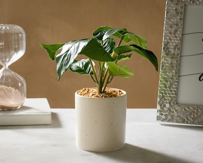 Foto 4 | Foto 4 | Calathea Artificial con Maceta Starhaus 25 cm