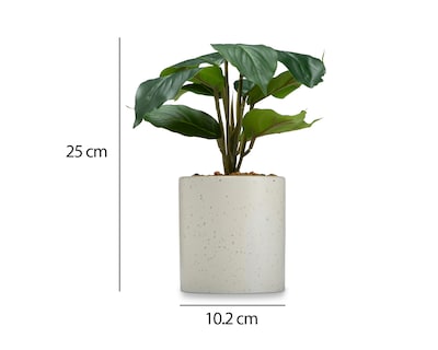 Foto 5 | Foto 5 | Calathea Artificial con Maceta Starhaus 25 cm