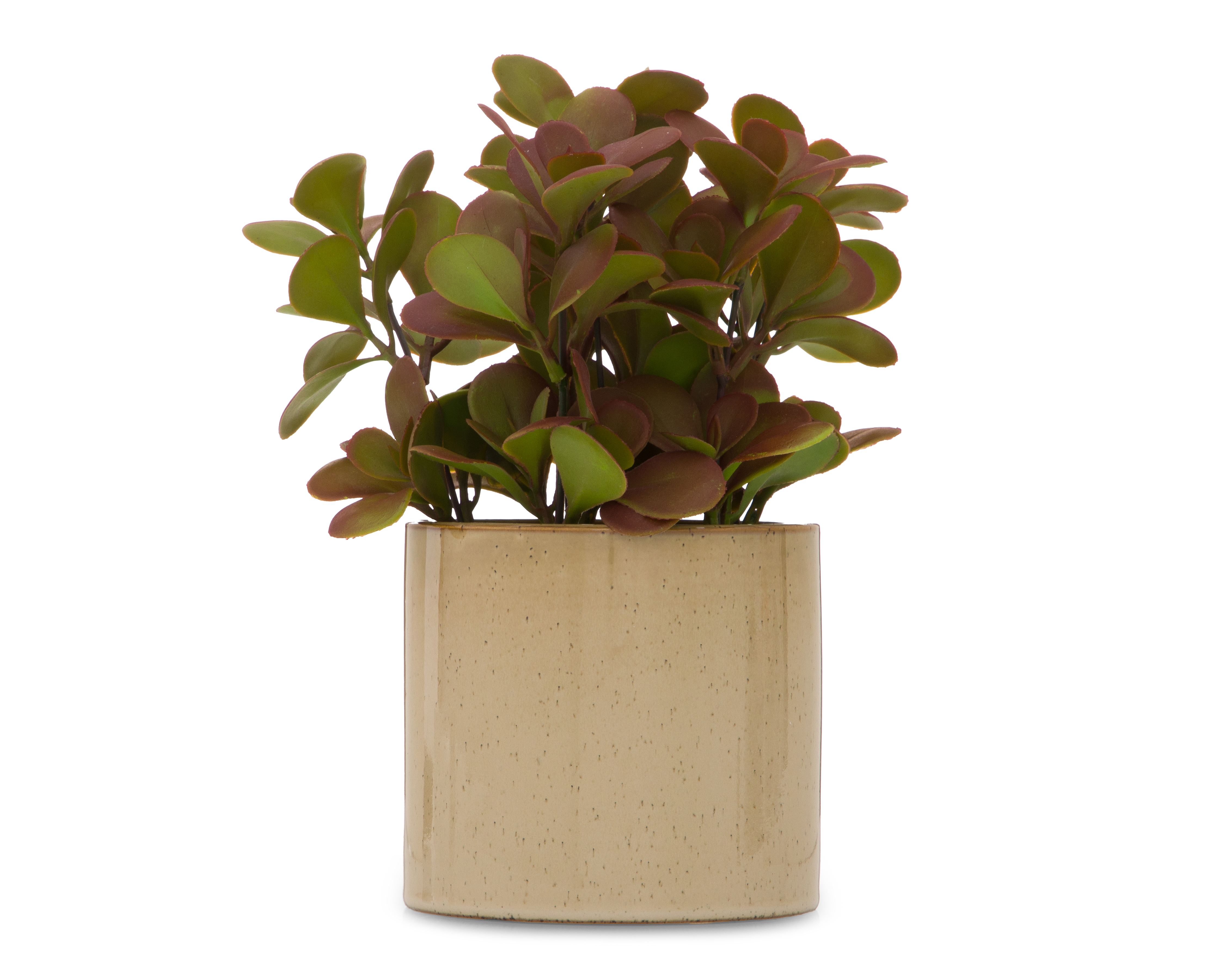 Crassula Artificial con Maceta Starhaus 25 cm