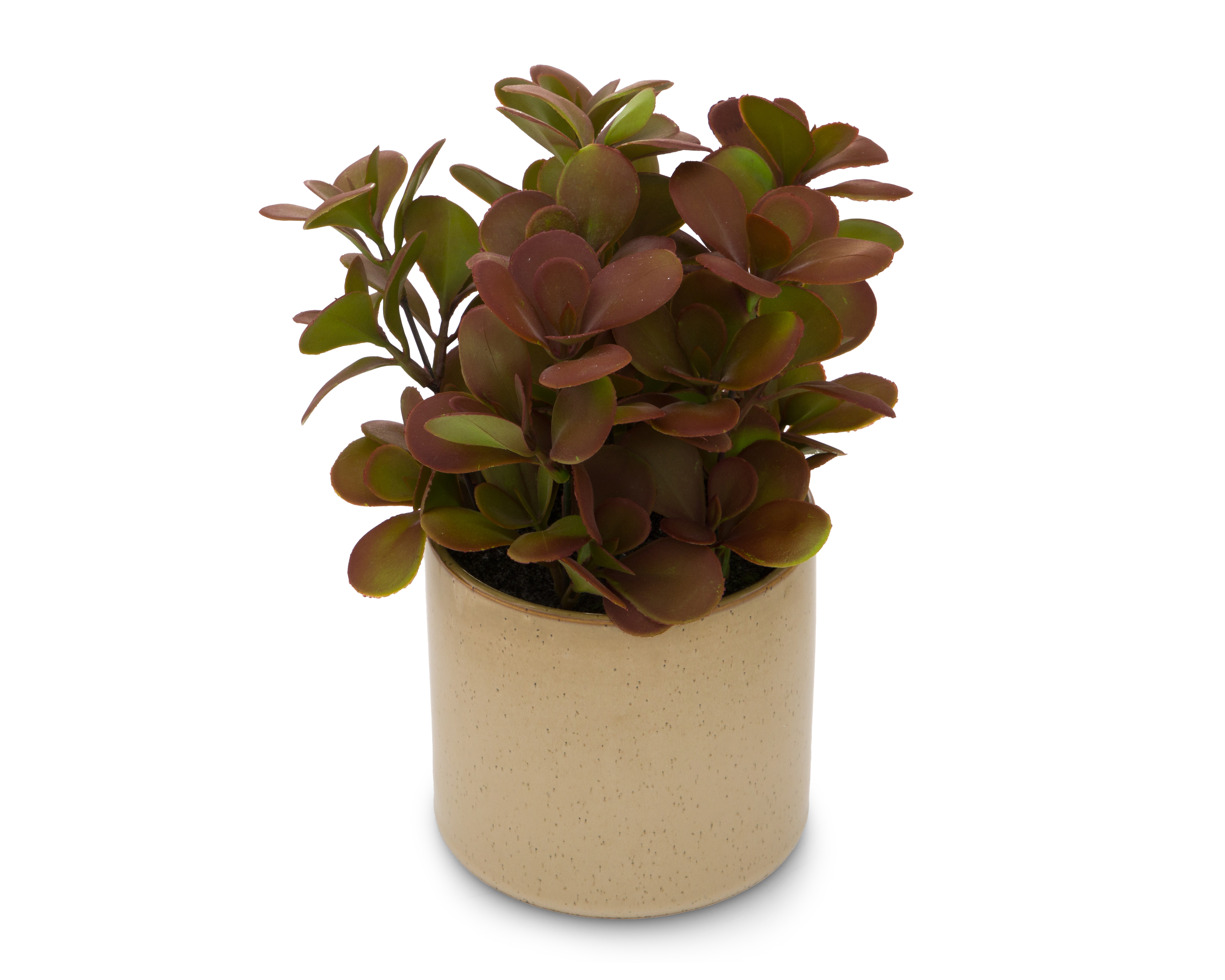 Foto 3 pulgar | Foto 2 | Crassula Artificial con Maceta Starhaus 25 cm