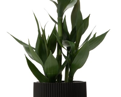 Foto 3 | Foto 3 | Bambú Artificial Starhaus Medina 66.5 cm