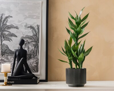 Foto 4 | Foto 4 | Bambú Artificial Starhaus Medina 66.5 cm