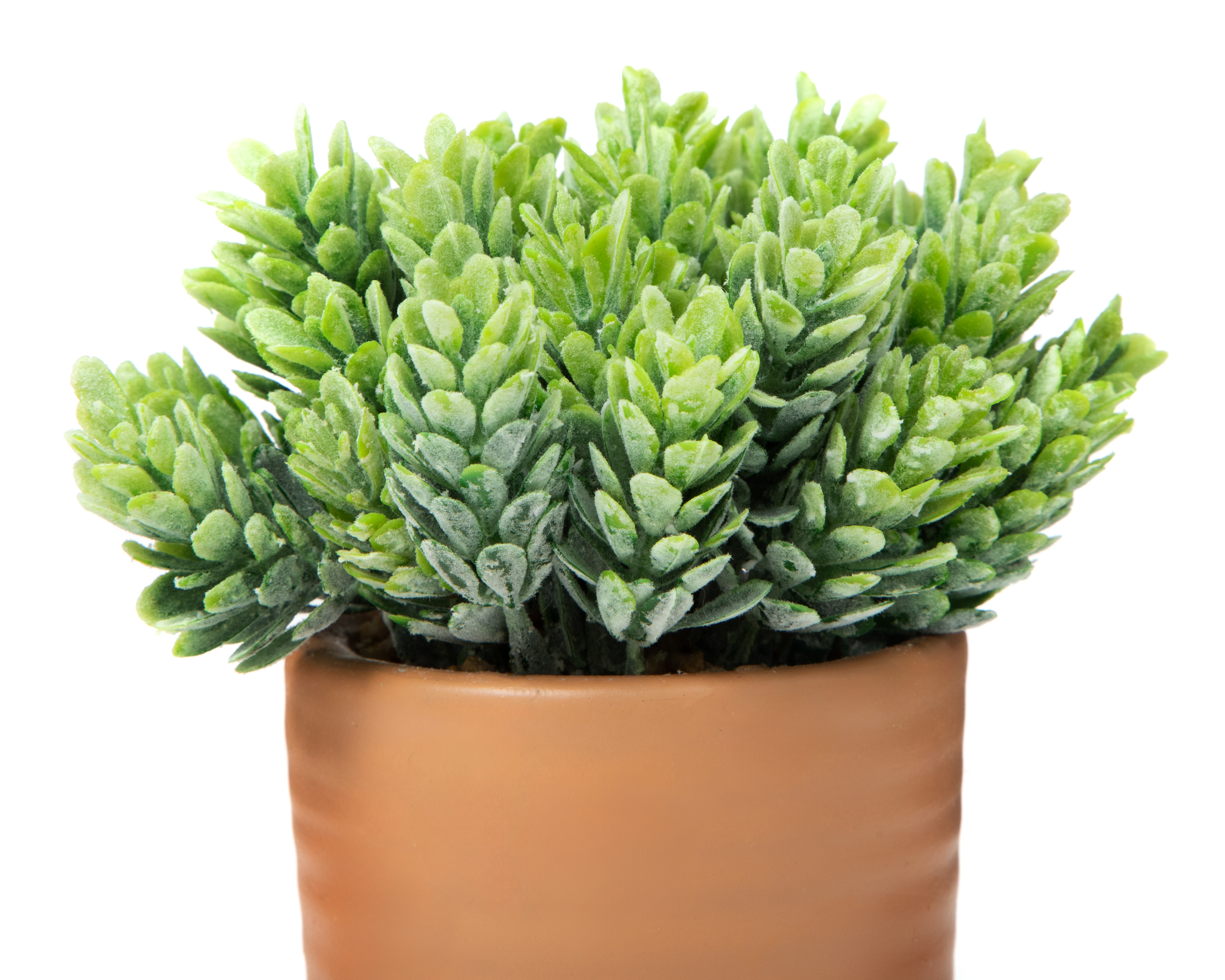 Foto 3 | Foto 3 | Eucalipto Artificial con Maceta Starhaus 14.5 cm