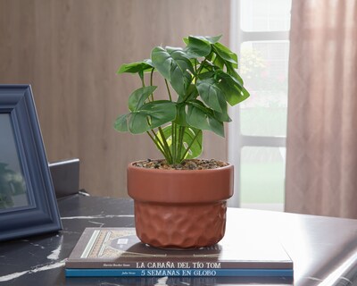 Foto 4 | Foto 4 | Planta Artificial con Maceta Starhaus 29 cm