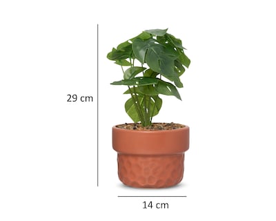 Foto 5 | Foto 5 | Planta Artificial con Maceta Starhaus 29 cm