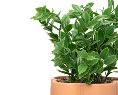 Foto 3 | Foto 3 | Potos Artificial con Maceta Starhaus 27 cm