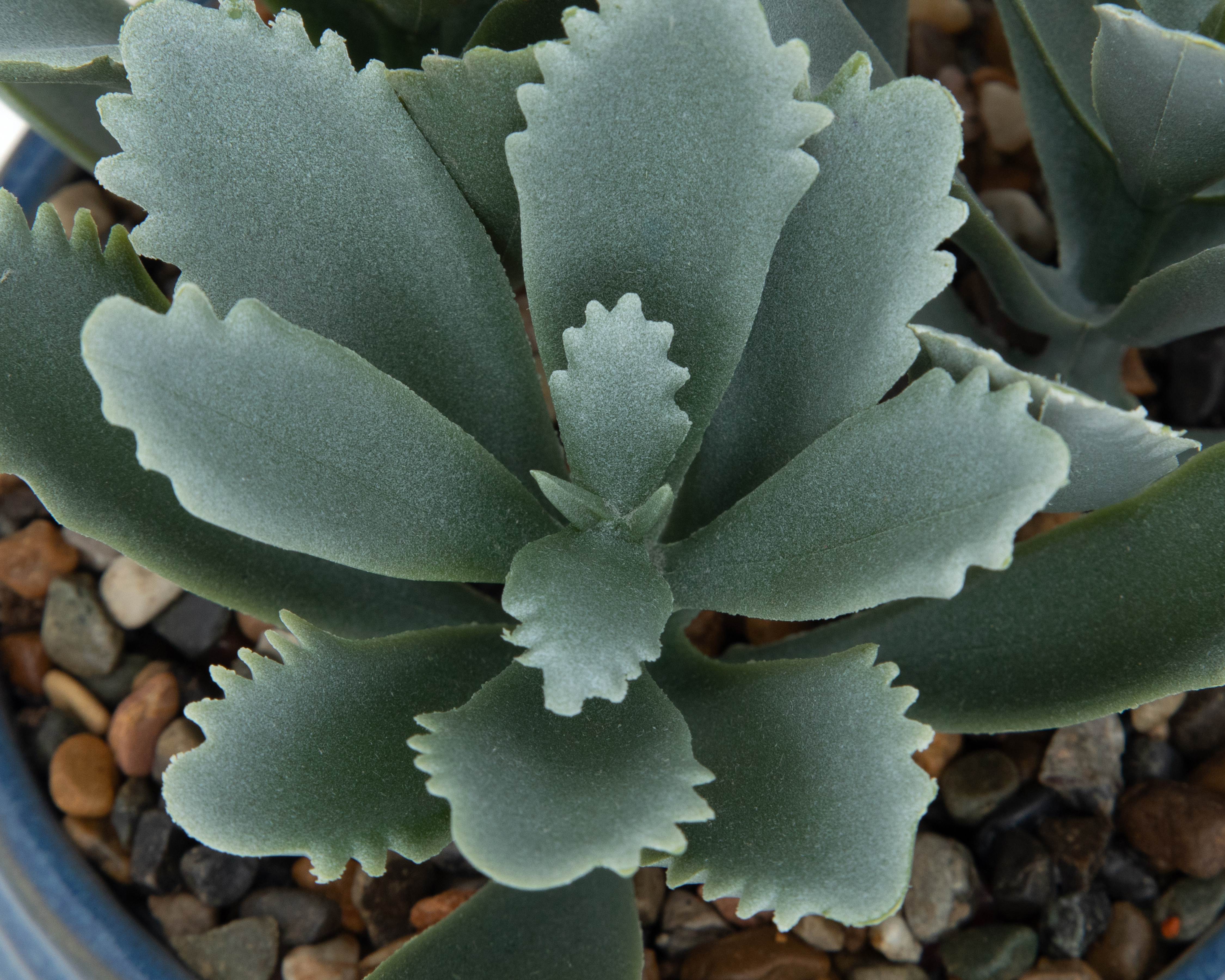 Foto 3 | Foto 3 | Suculenta Artificial con Maceta Starhaus 19.5 cm