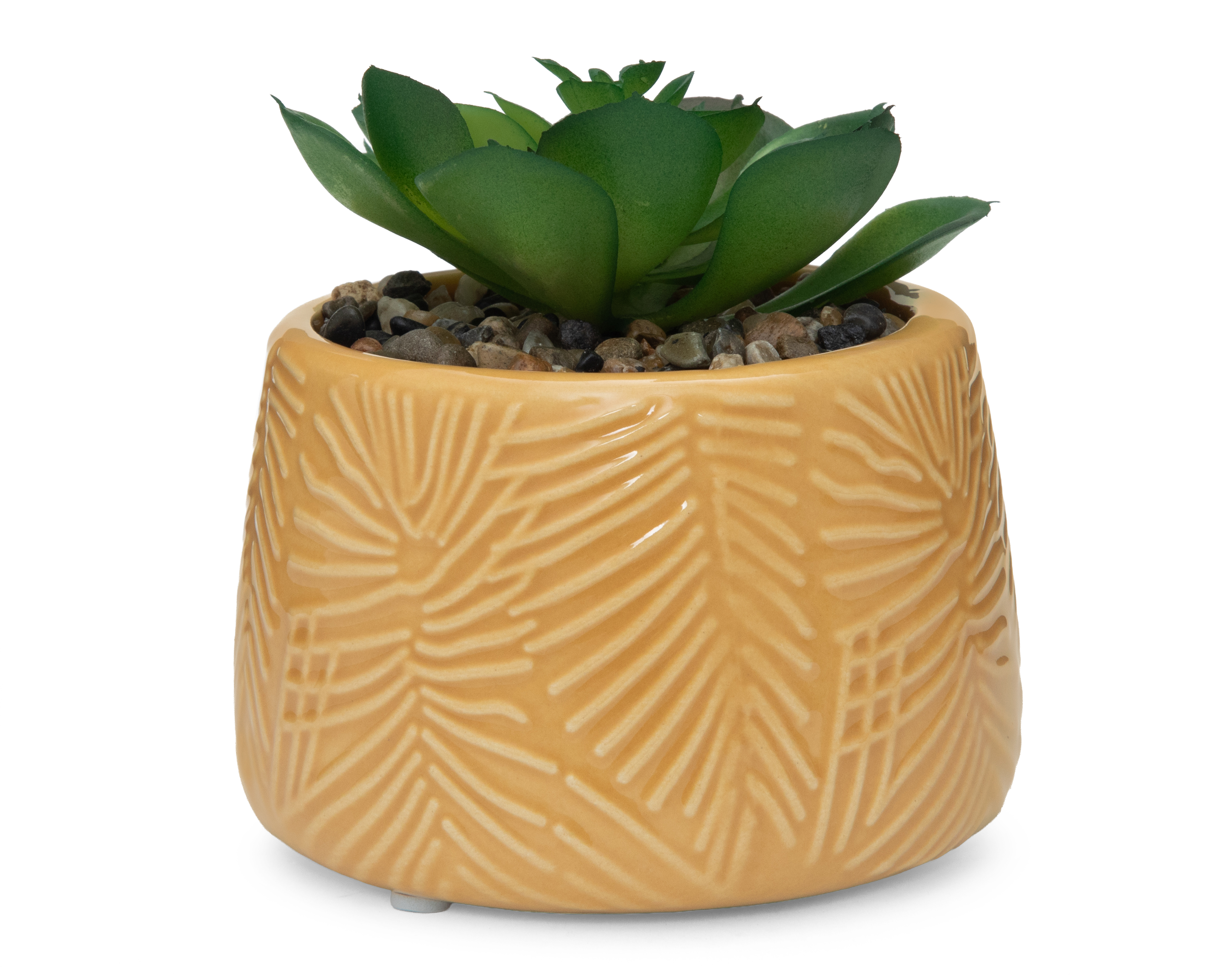 Suculenta con Maceta Starhaus 11 cm