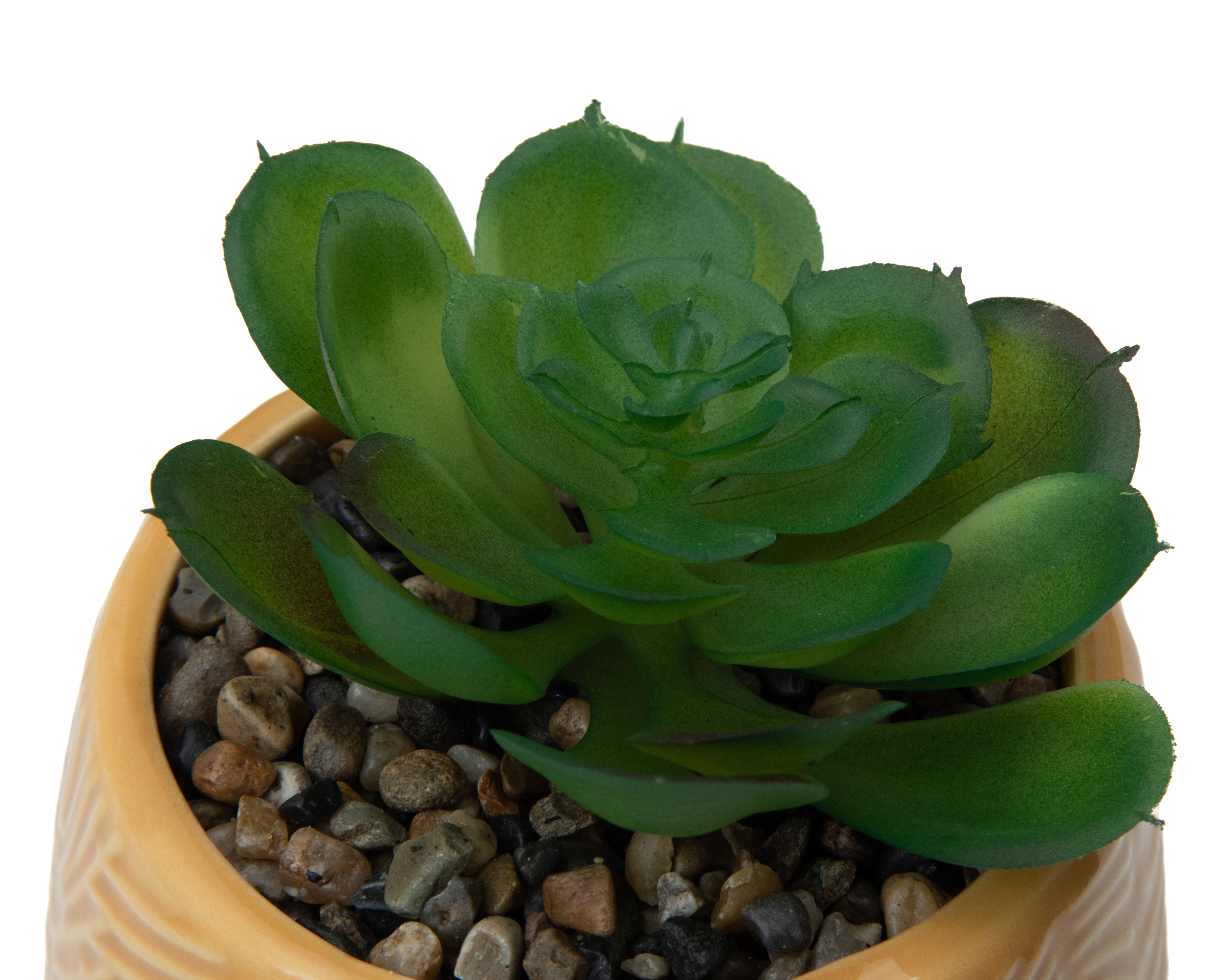 Foto 3 | Foto 3 | Suculenta con Maceta Starhaus 11 cm