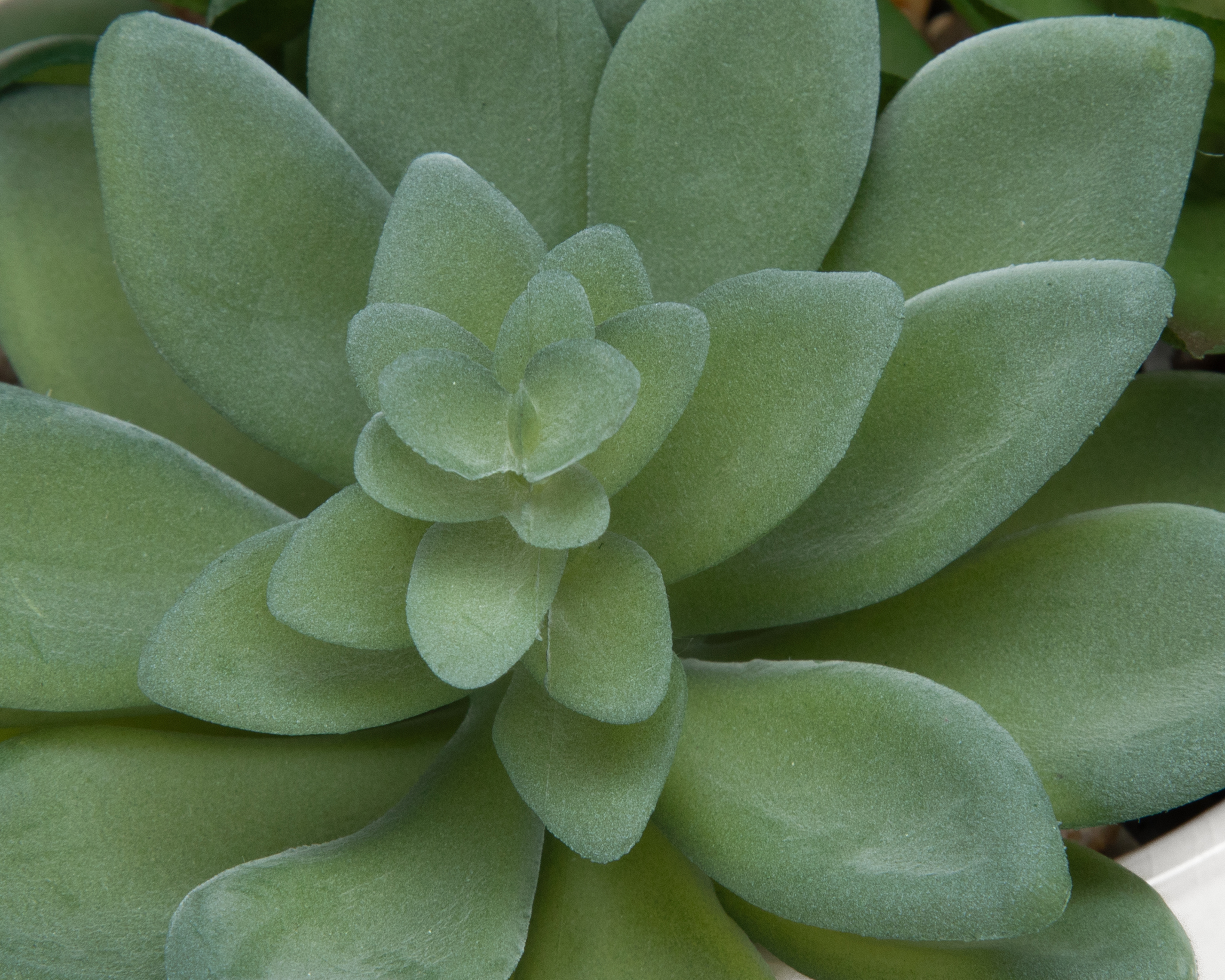 Foto 4 pulgar | Foto 3 | Suculentas con Maceta Starhaus 21 cm