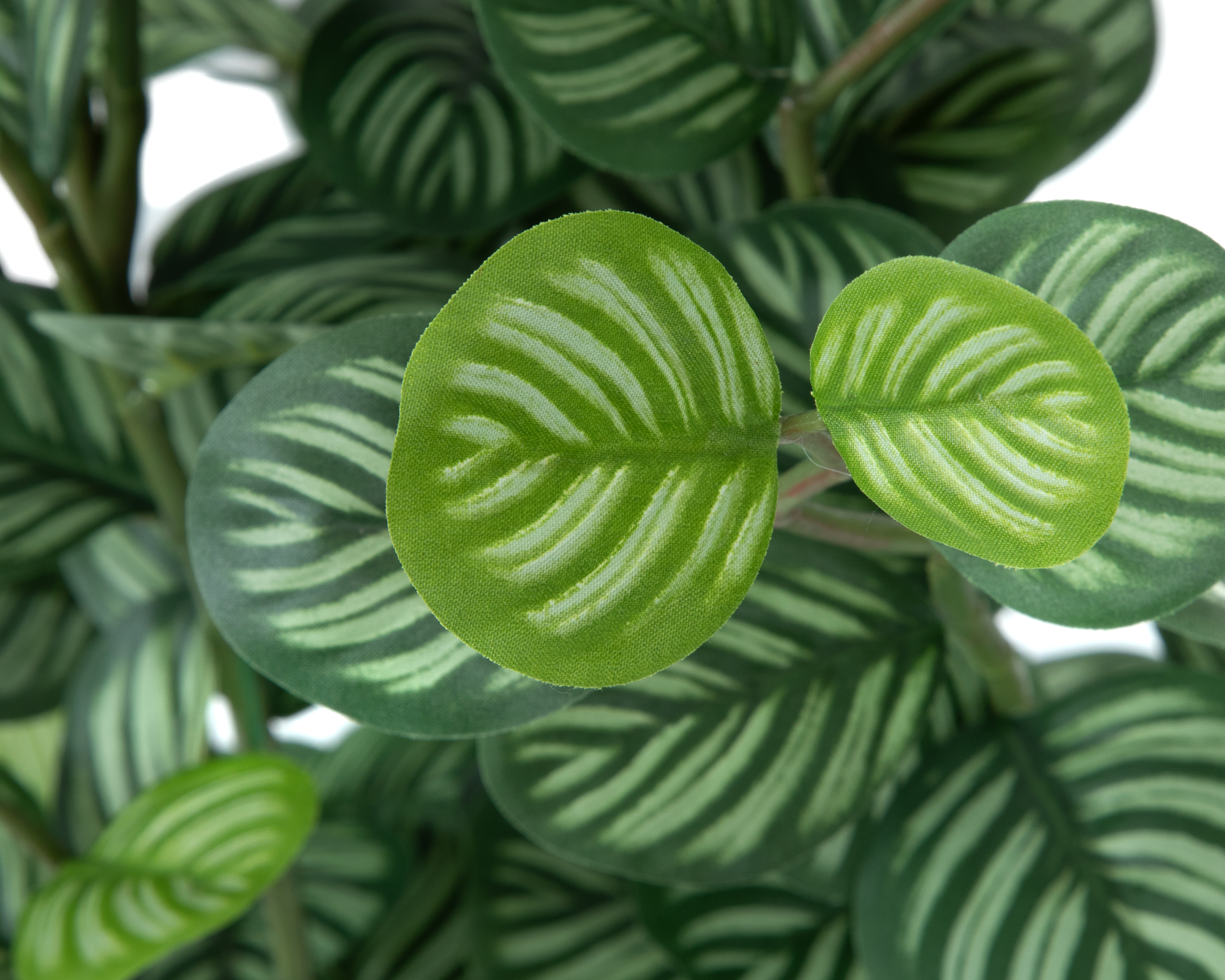 Foto 5 pulgar | Foto 4 | Calathea Artificial con Maceta Starhaus 100 cm